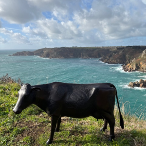 Bronze Dairy Cow Farmyard Animal Sculpture MI 70