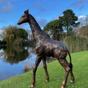 Young giraffe bronze sculpture with stable standing pose for garden or interior display