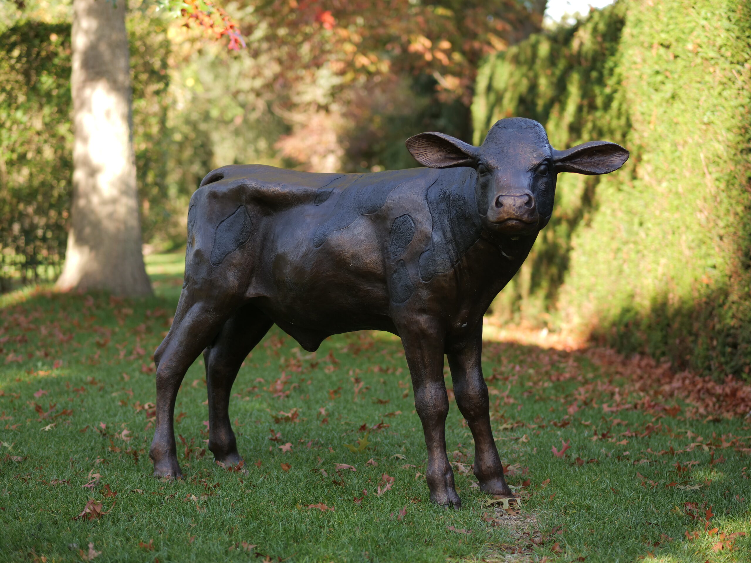 Bronze Dairy Calf Farmyard Young Cow Sculpture MI 62 1 | Avant Garden Bronzes