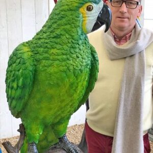 BI 15 Solid Bronze Green Macaw Parrot Sculpture 2 | Avant Garden Bronzes