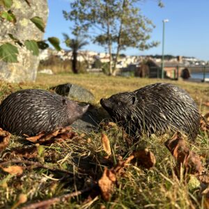 Bronze Mother Hedgehog & Baby Hoglet Spiny Garden Animal Sculpture WI 35 mother and hoglet facing nose to nose
