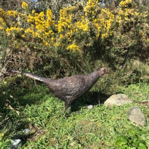 Bronze Pheasant Lifesize Countryside Bird Sculpture 75cm Long BI 77 4 | Avant Garden Bronzes