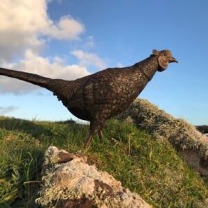 Bronze Pheasant Lifesize Countryside Bird Sculpture 75cm Long BI 77 9 | Avant Garden Bronzes