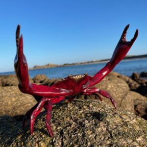 Crab Bronze Sculpture Red Patina 11 | Avant Garden Bronzes