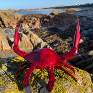 Crab Bronze Sculpture Red Patina 12 | Avant Garden Bronzes