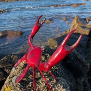 Bronze Crab Sculpture Red Patina Gold Pincers MI 5 8 | Avant Garden Bronzes