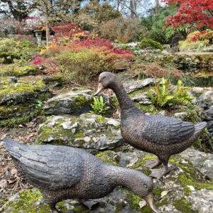 Walking Goose Feeding Duck Solid Bronze Sculptures 5 | Avant Garden Bronzes