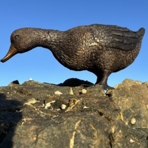 Bronze Duck Sculpture Feeding Farmyard Bird BI 47 feeding pose beside the sea in a Guernsey coastal setting